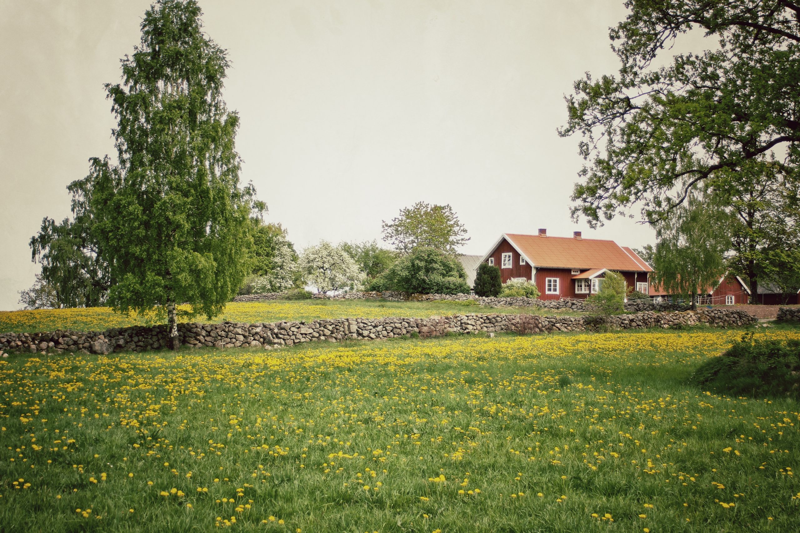 Landskap rött hus med vita knutar med stenmur